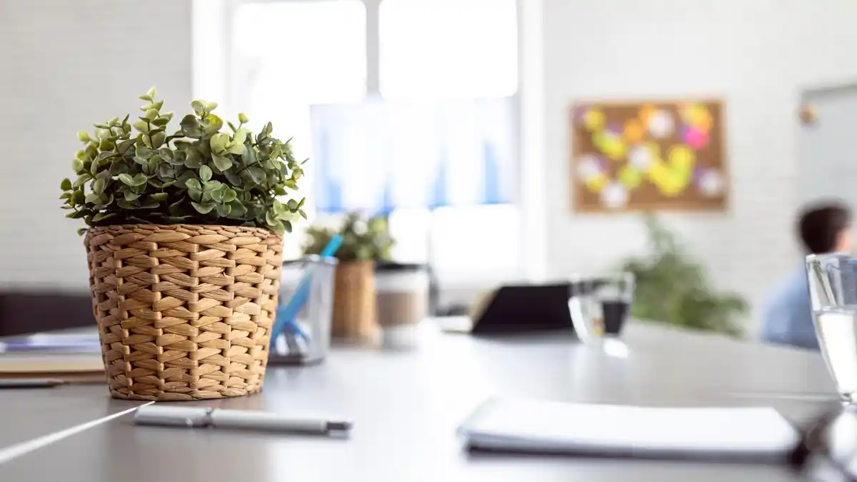 calm workspace with natural light and plants