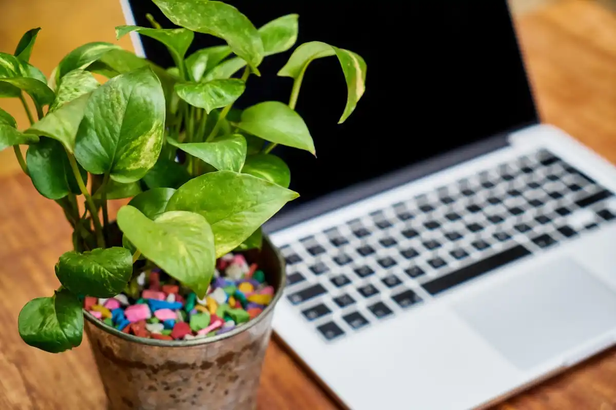 peaceful workspace with laptop and plant