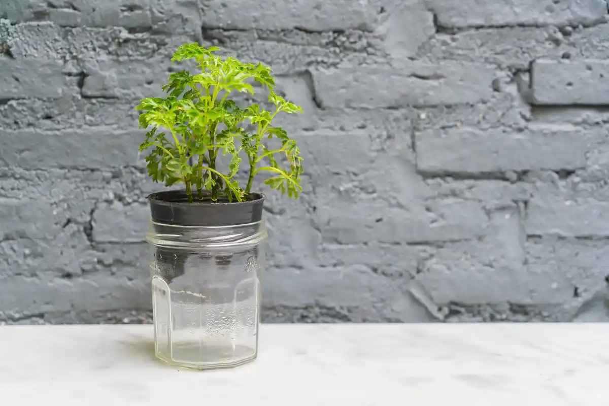 glass of water on desk with a plant nearby