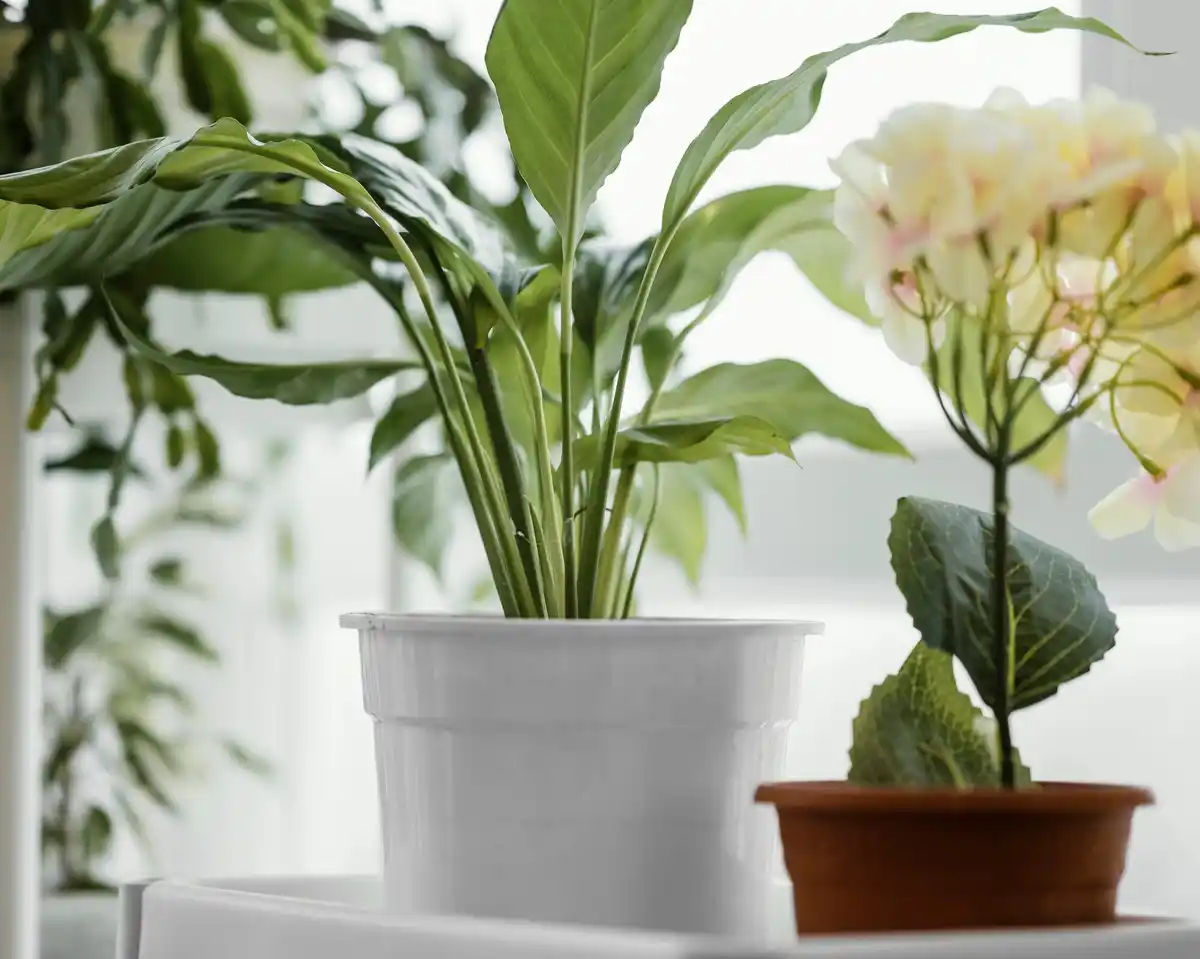 green houseplants on window sill bright room