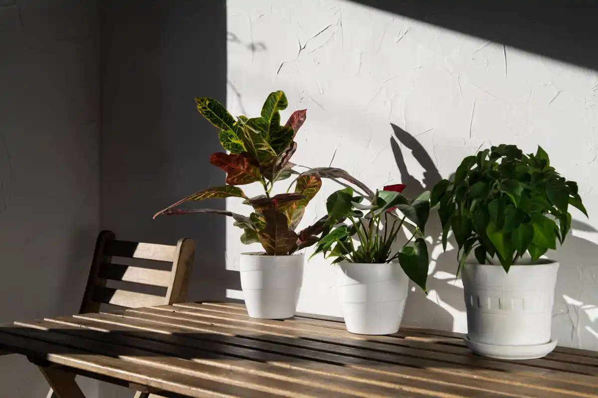 fresh home air plants cozy interior