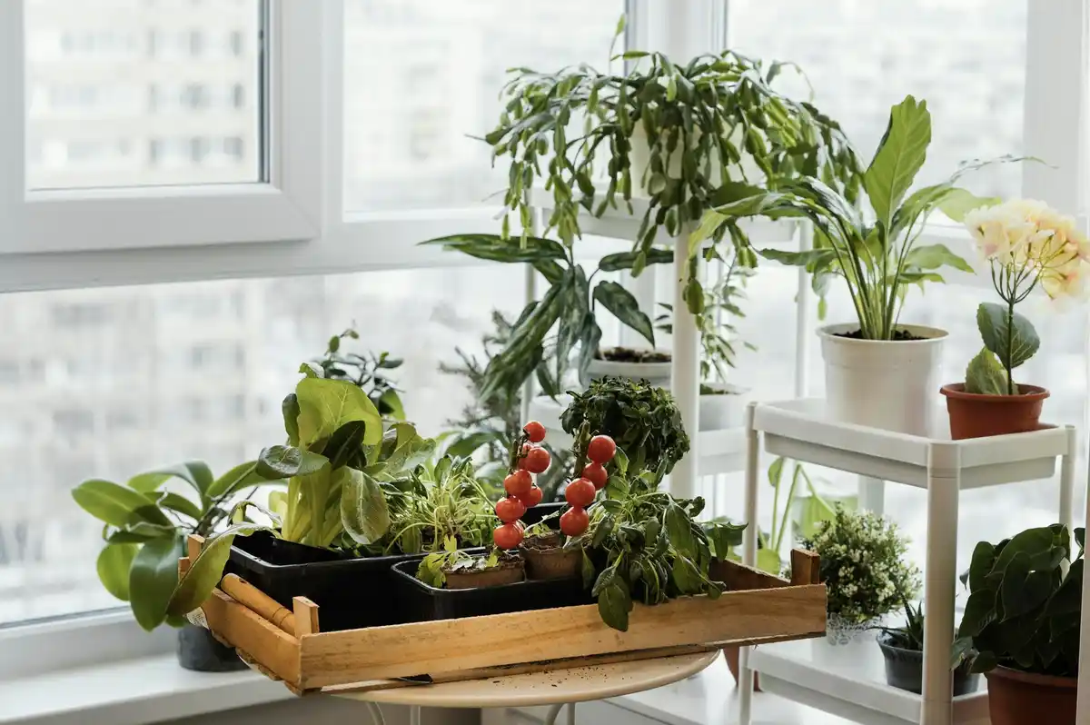houseplants indoor fresh air living room