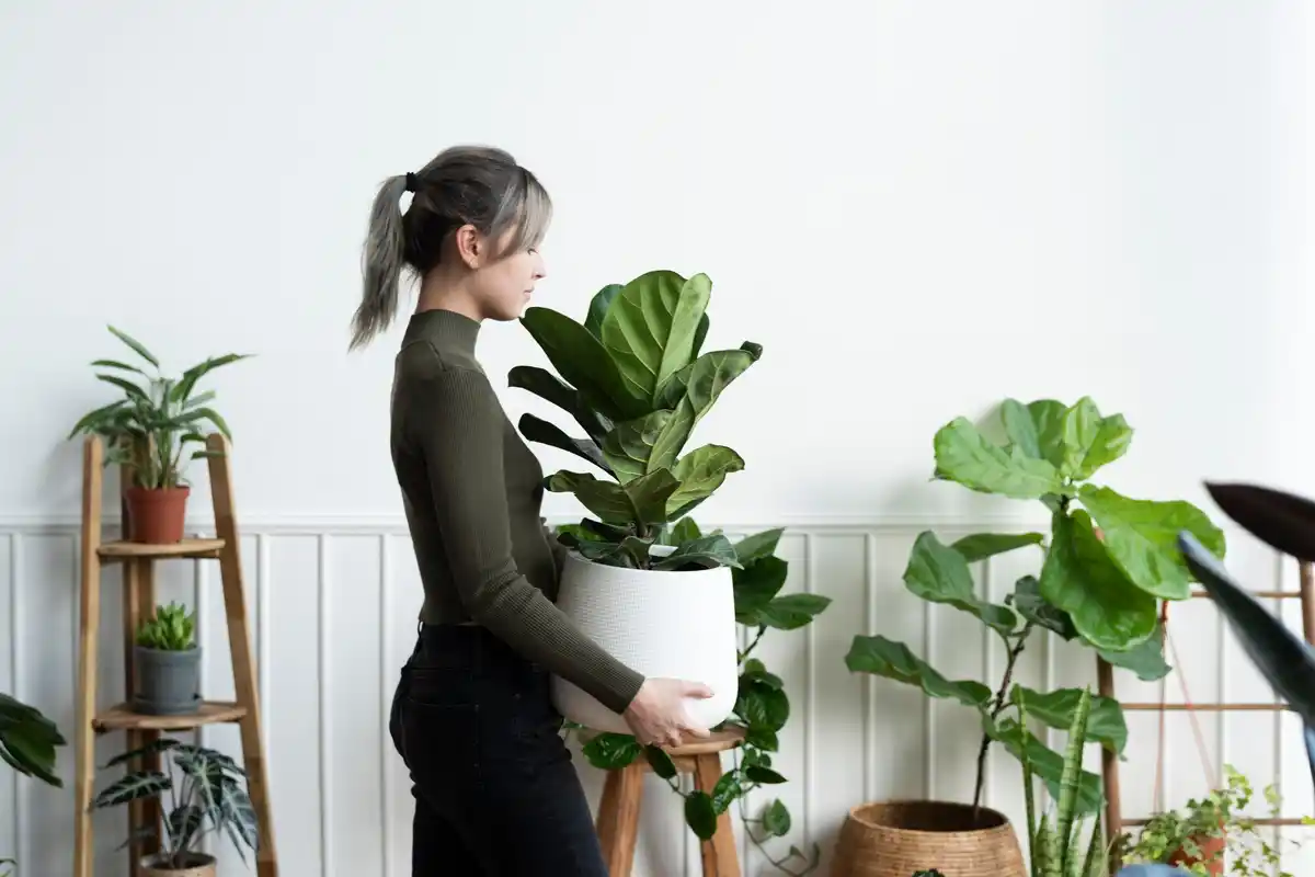 houseplants fresh air natural filtering