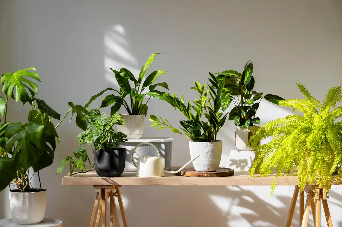 fresh home interior with plants and cozy design
