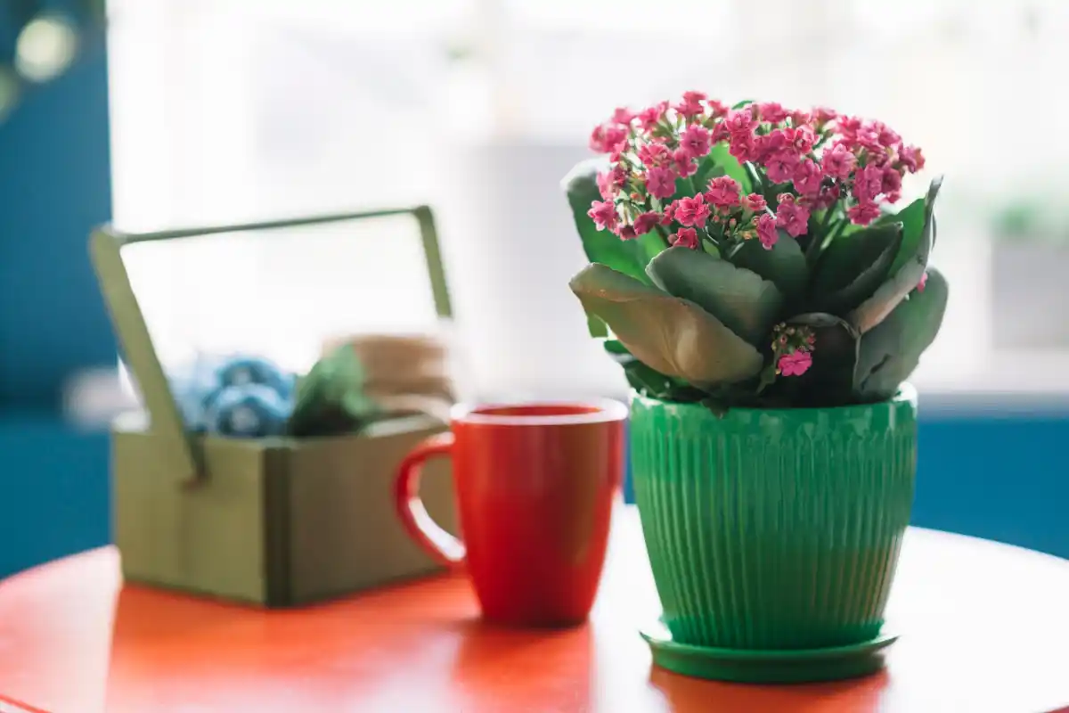 herbs in small pots on window sill in cozy kitchen