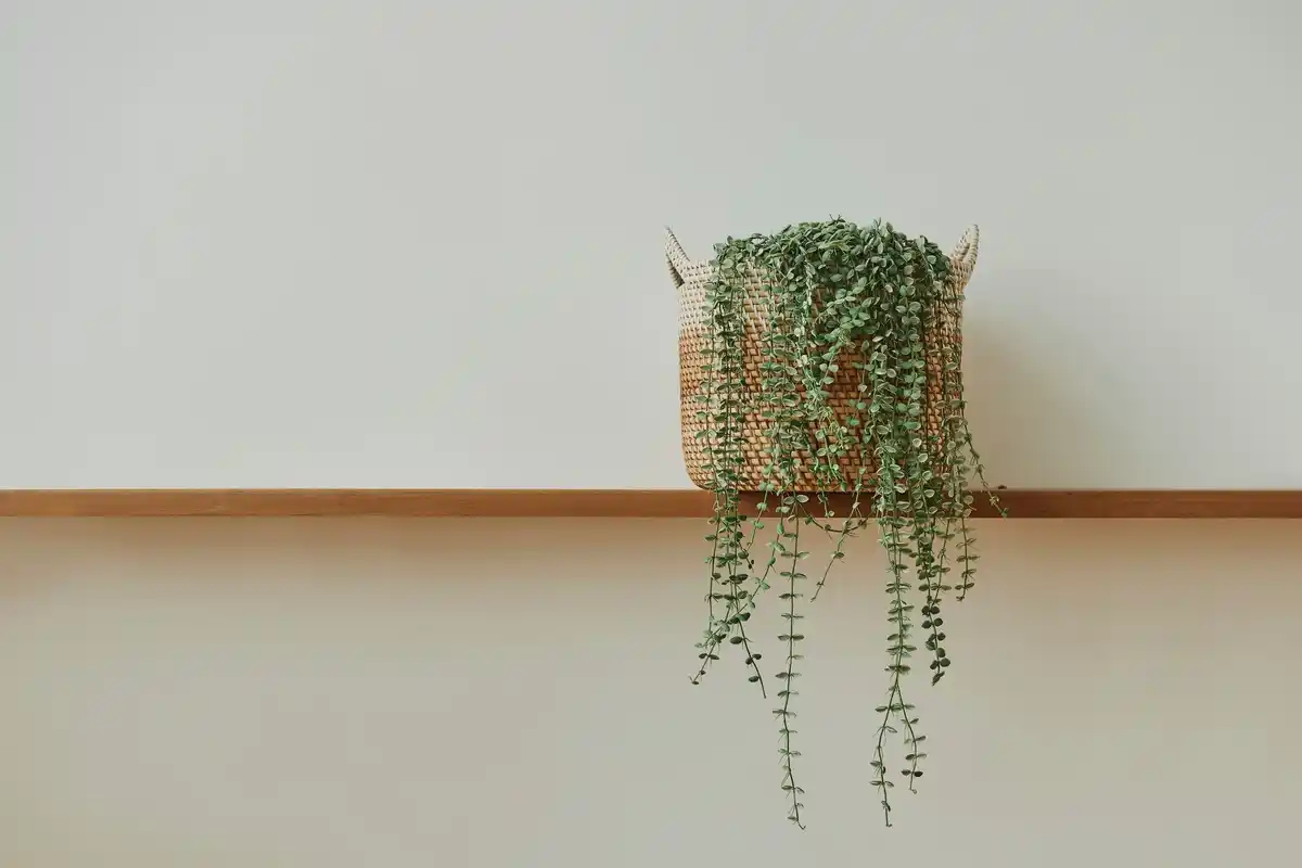 indoor houseplants in modern containers on shelves