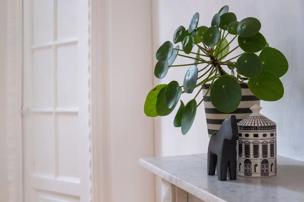 minimalist home storage with plants