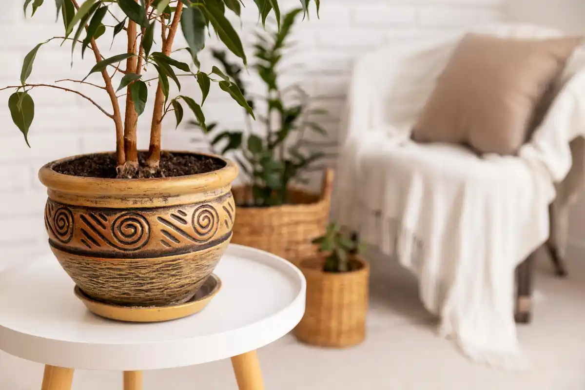 fresh tidy home interior with natural light and plants