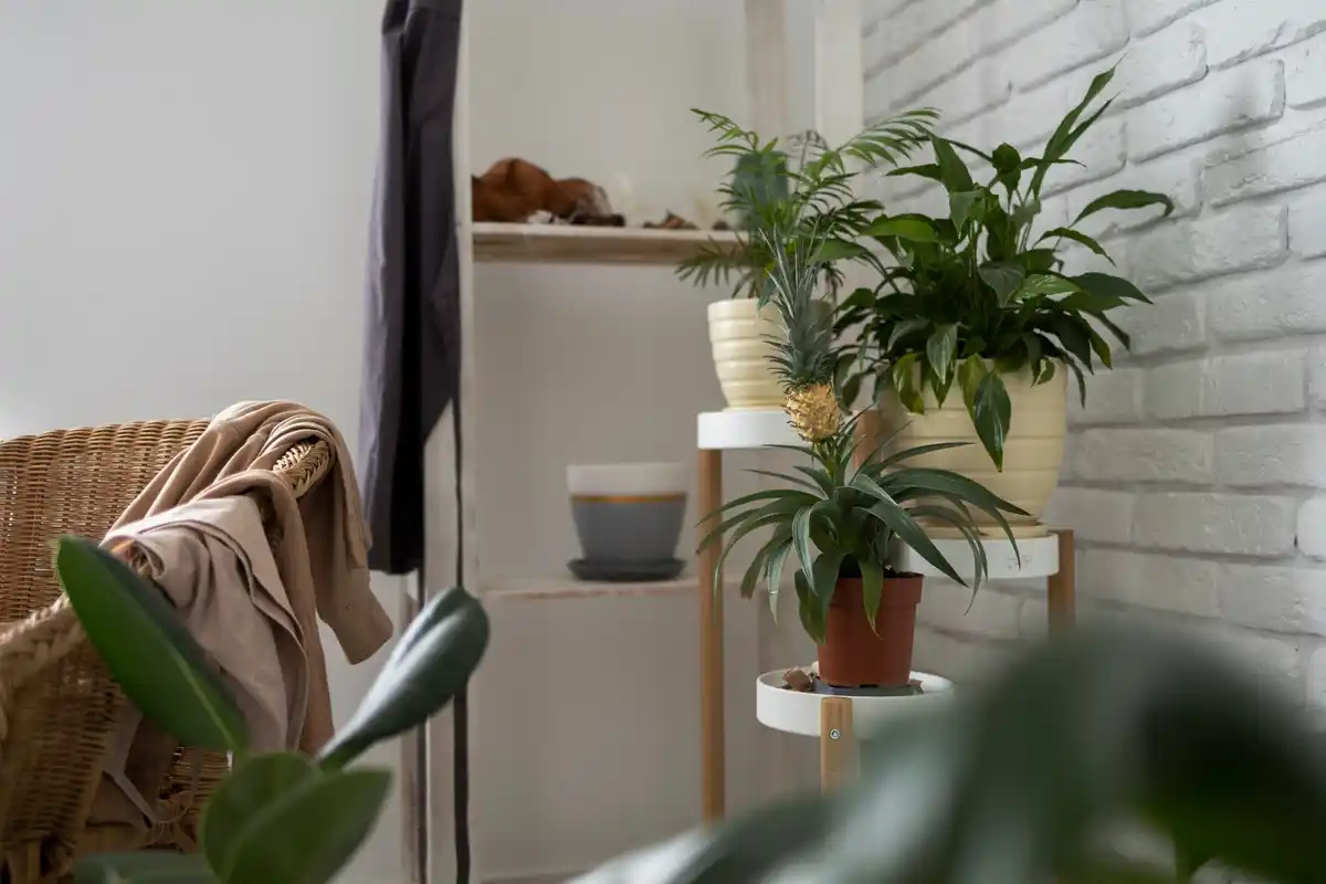 clean and tidy living room with plants and natural light