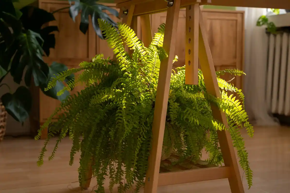 sunlight streaming through window on wooden furniture and indoor plants