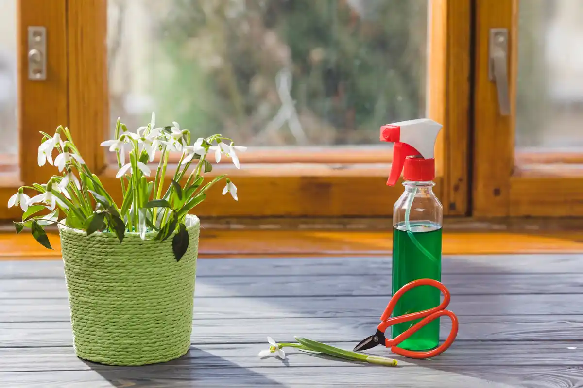 fresh home cleaning hacks natural plants essential oils