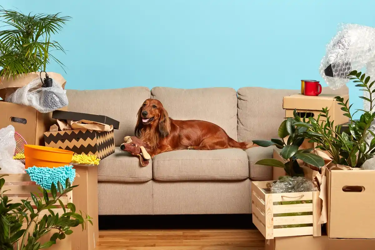 organized Dutch home interior tidy living room