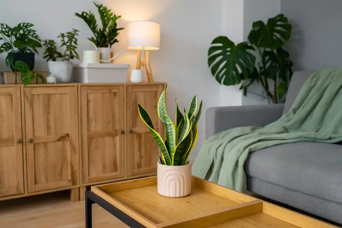 minimalist living room with storage baskets and plants
