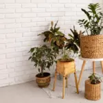 fresh Dutch home interior with plants and clean floor