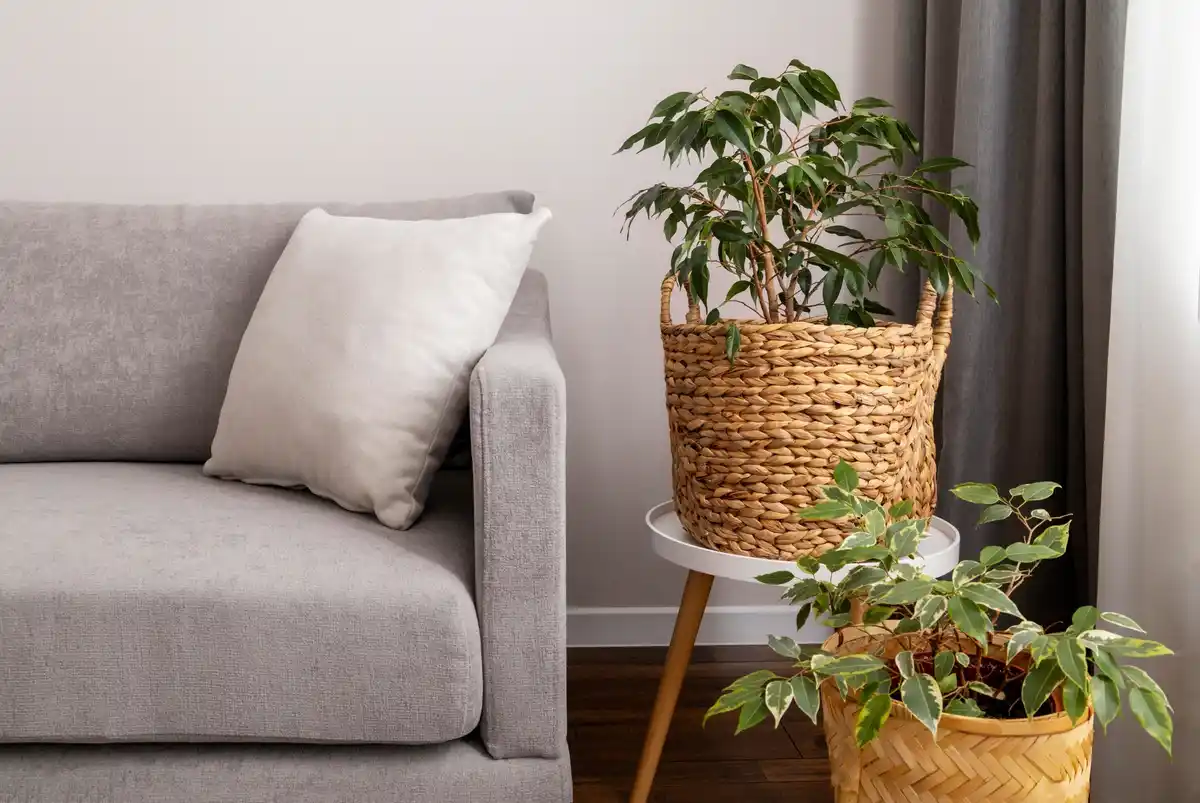 tidy cozy home interior with natural light and plants
